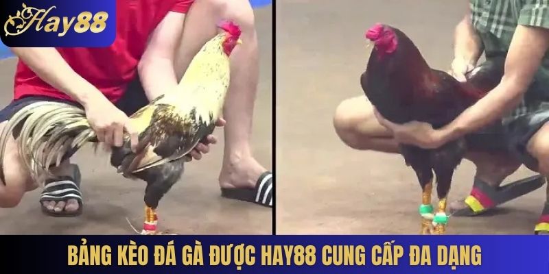 Bảng kèo đá gà được Hay88 cung cấp đa dạng