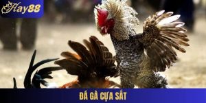 Đá gà cựa sắt