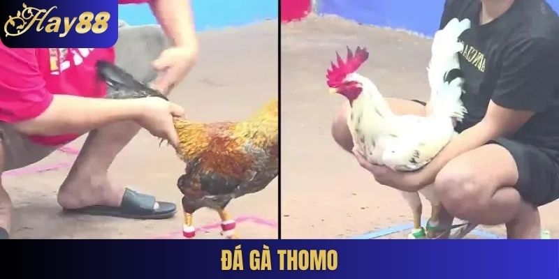 Đá gà Thomo