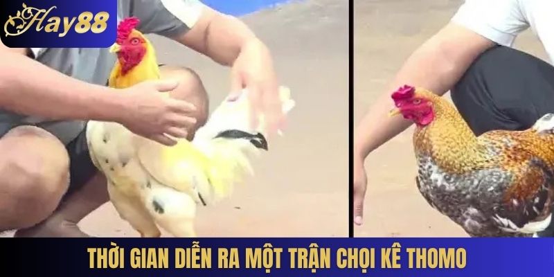 Thời gian diễn ra một trận chọi kê Thomo