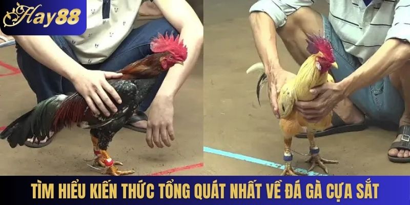 Tìm hiểu kiến thức tổng quát nhất về đá gà cựa sắt