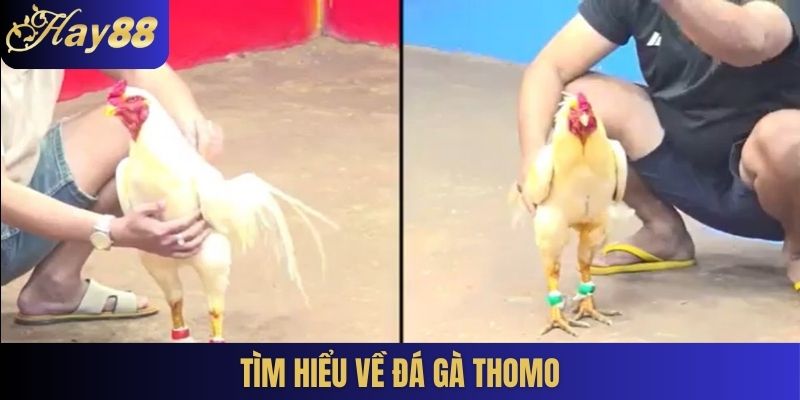 Tìm hiểu về đá gà Thomo